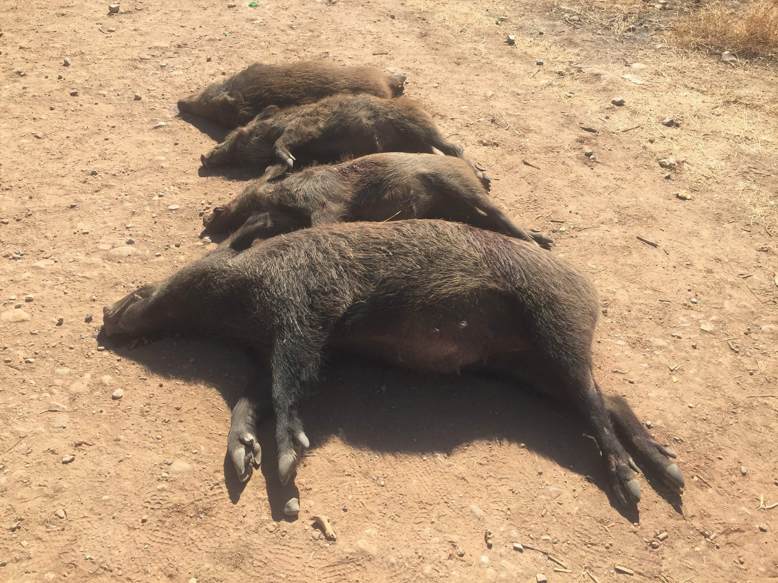 Siirt’te domuz katliamı!
