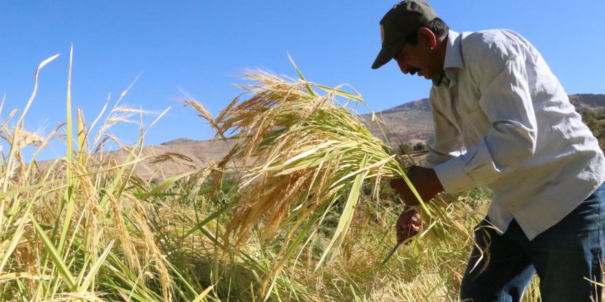 Batman'da orakla pirinç hasadı