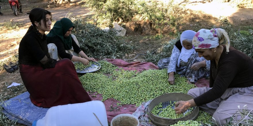 Yağmur zeytin üreticilerini sevindirdi