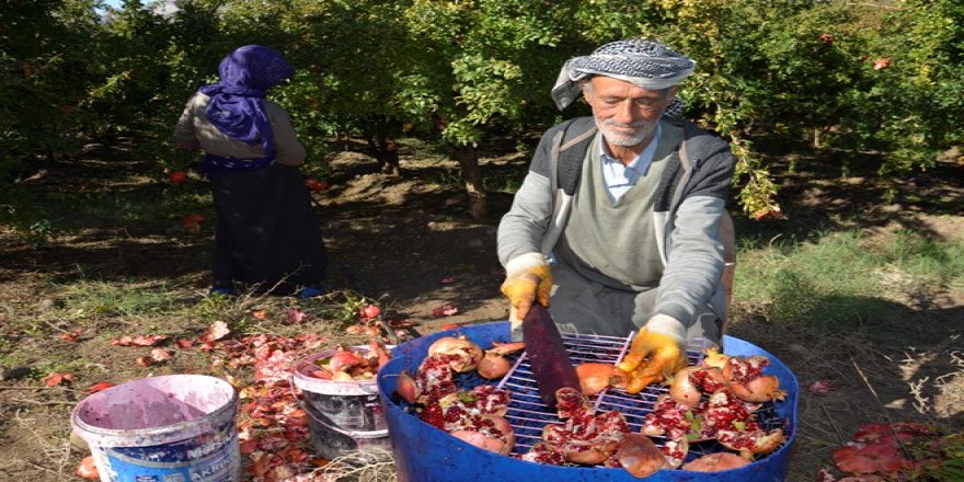 Nar taneleri binbir zahmetle "ekşi"ye dönüşüyor