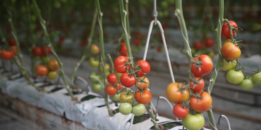 Domates üreticisinin gözü Aralık’ta