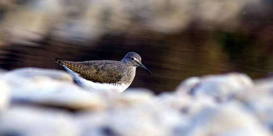 “Bilimsel yaban hayatı kitapları güncellenmeli”