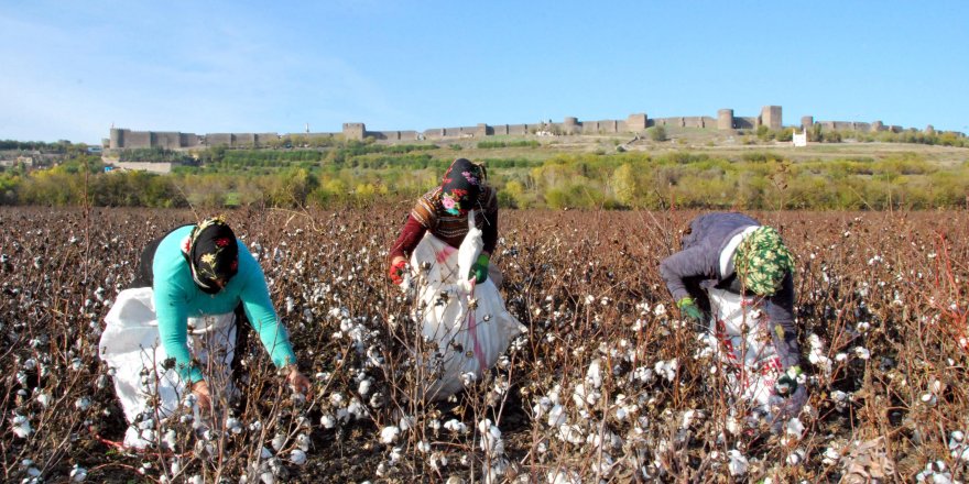 Hevsel Bahçeleri'nde, mevsimin son pamuk hasadında düşük rekolte