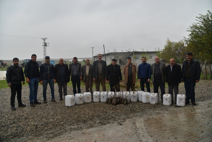 Büyükşehir’den çiftçilere fidan ve gübre desteği