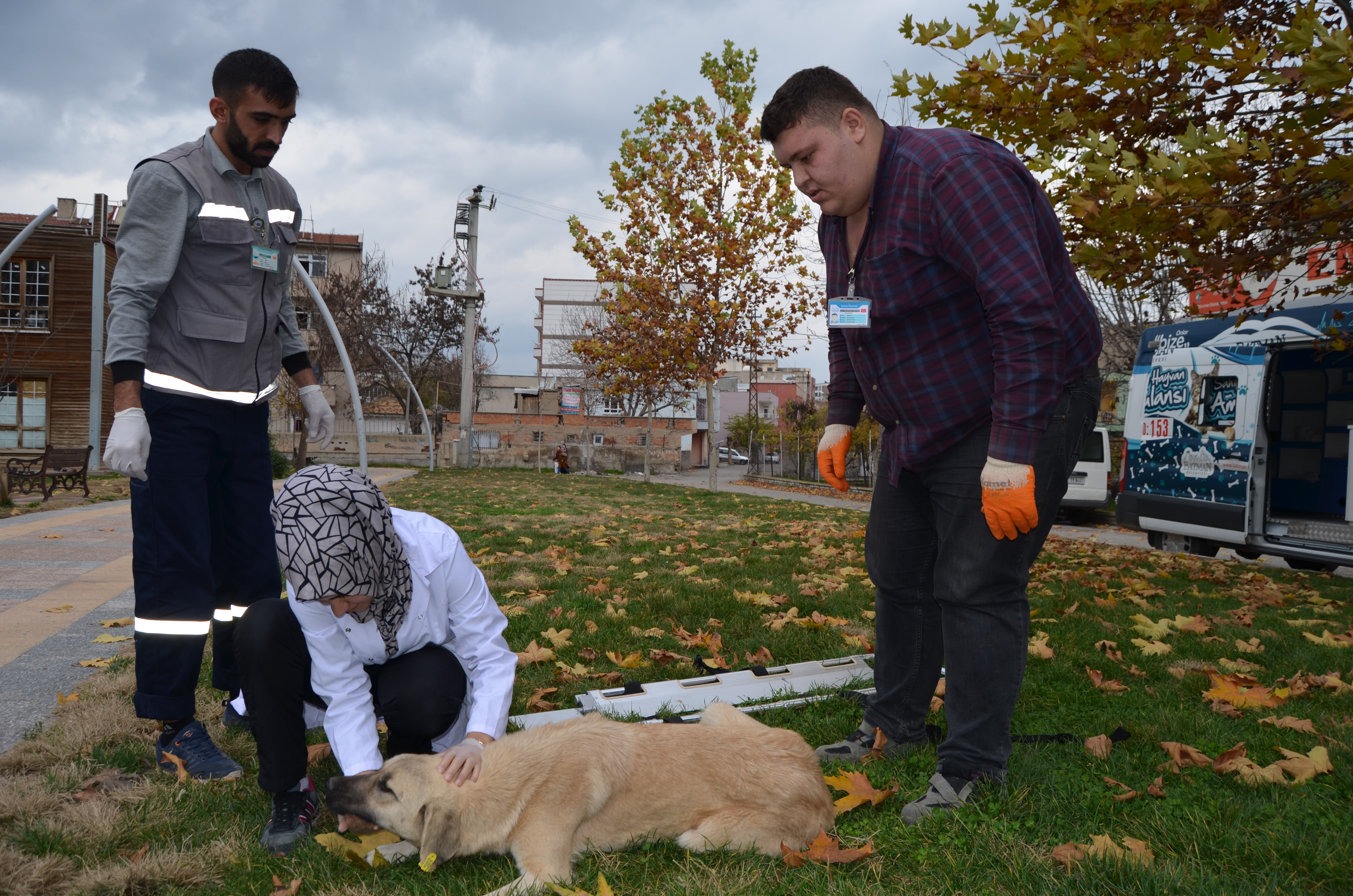 Batman Belediyesi, 2 bin 200 hayvanın tedavi ve bakımını yaptı