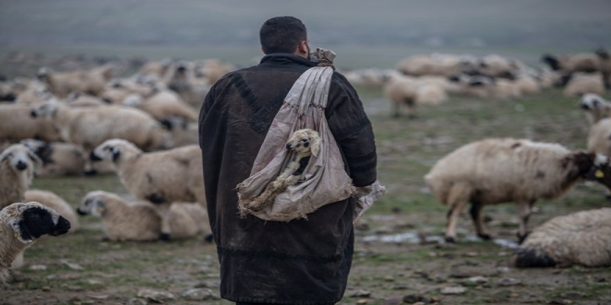 Çobanların zorlu kış mesaisi