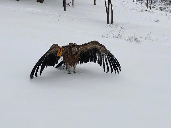 VİDEO- Diyarbakır'da donmaktan kurtulan Akbaba'nın ilginç yolculuğu