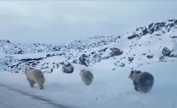 Diyarbakır'da ayılar yola indi