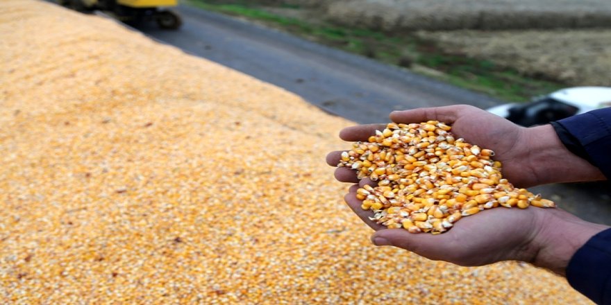 Sonbahar yağışları çiftçileri hem sevindirdi hem üzdü