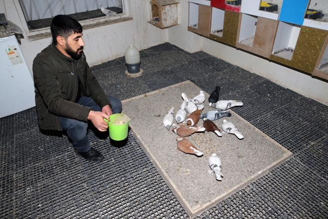 Güvercinler "otelde konaklıyor"