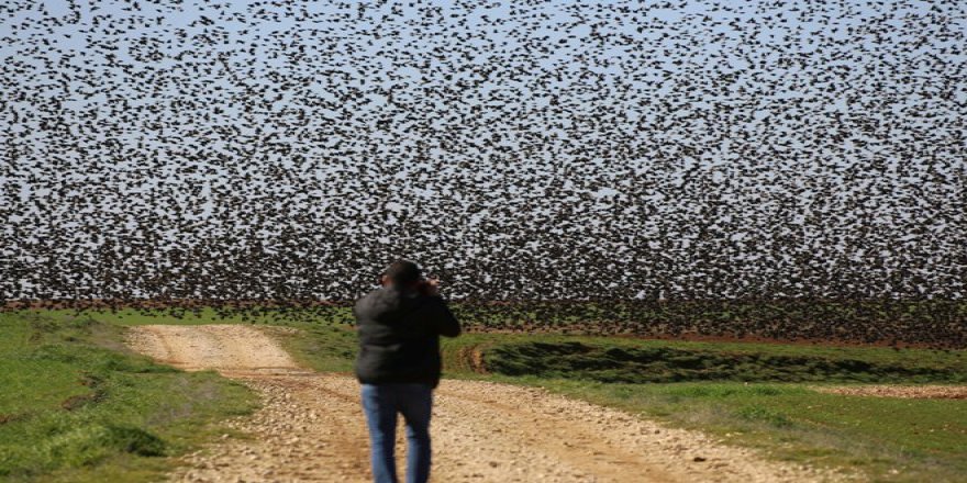 Sığırcık kuşlarından görsel şölen