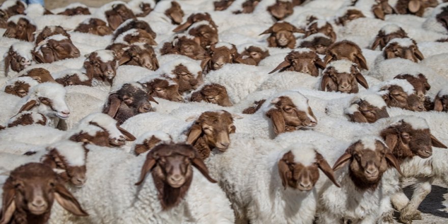 "Elit"lerin kuzularına özel bakım