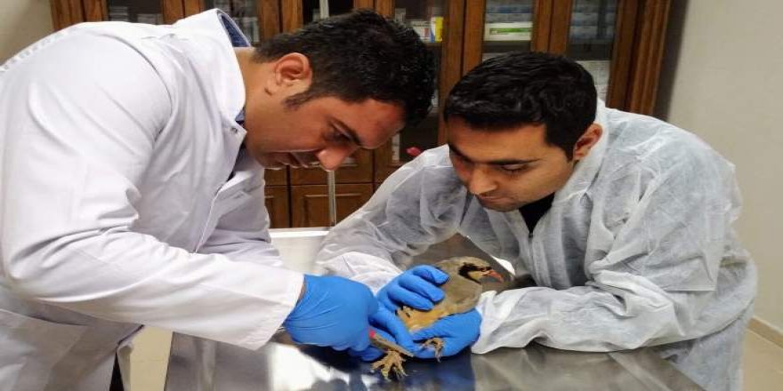Kaçak avcıların elinden kurtarılan keklikler doğaya salındı