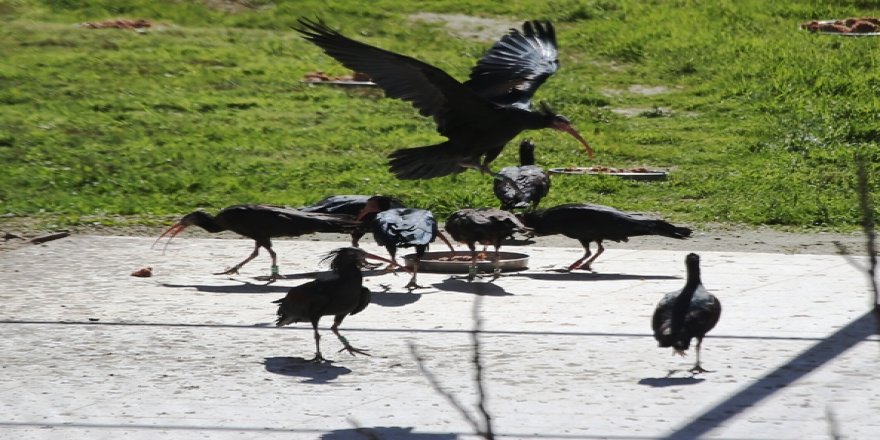 Kelaynaklardan "rekor yavru" beklentisi