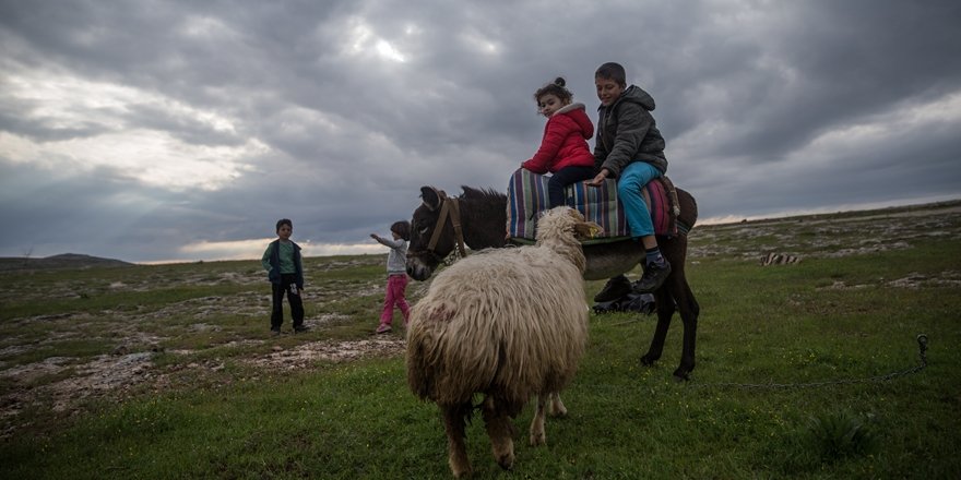 Çobanların gece mesaisi başladı
