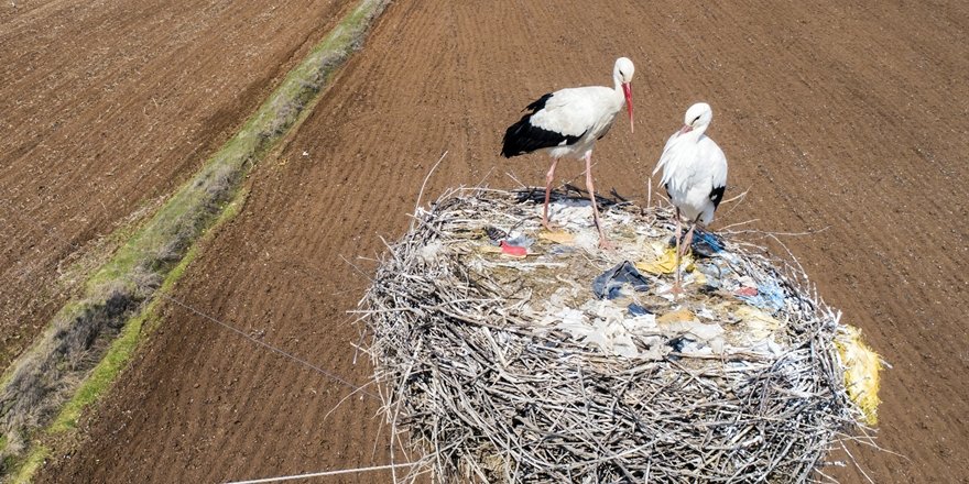Dicle Vadisi'nin değişmez misafirleri: Leylekler