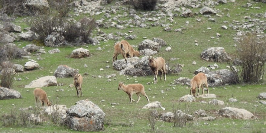 Tunceli’de dağ keçileri sürüsü