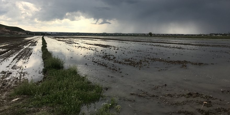 Su seviyesi yükseldi mısır ekili araziler su altında kaldı