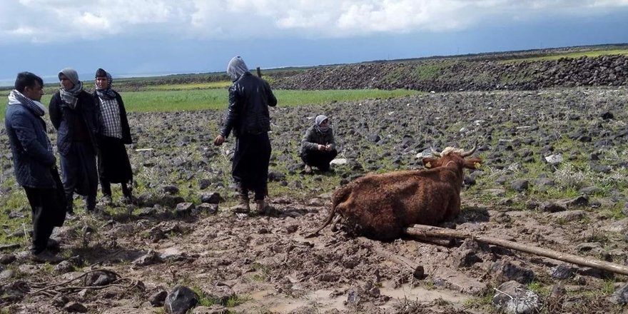 Çamura saplanan ineği köylüler kurtardı