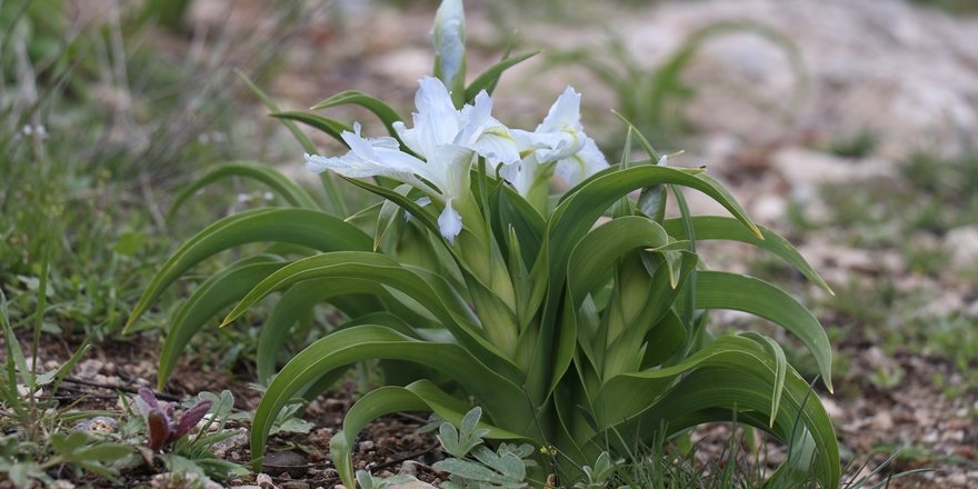 Diyarbakır'da görsel şölen