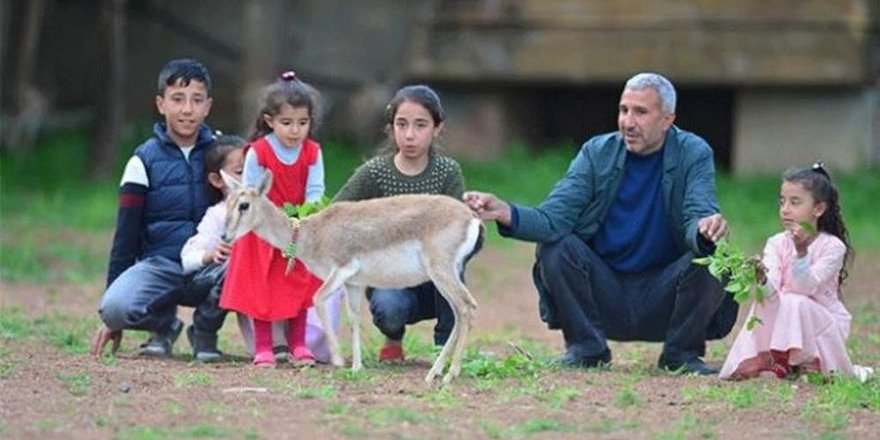 Şanlıurfa’da nesli tükenmekte olan ceylanlara bakıyor
