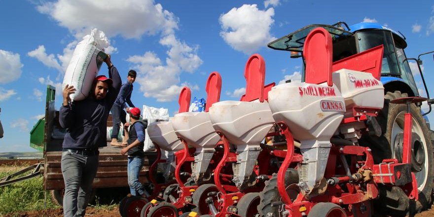 Beyaz altın tohumları toprakla buluşuyor