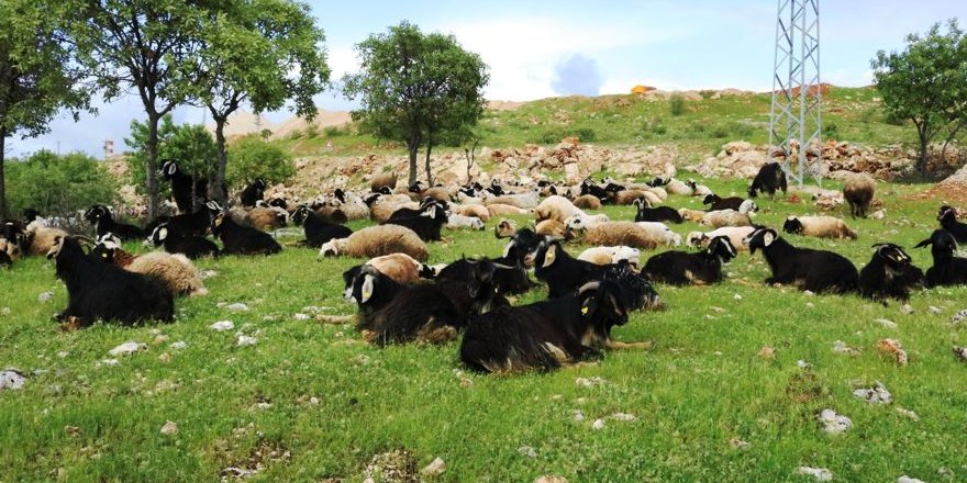 Diyarbakır'da koyun kırma mevsimi başladı
