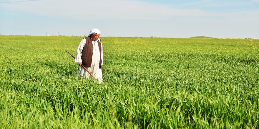 Yağış miktarındaki artış çiftçiye umut oldu