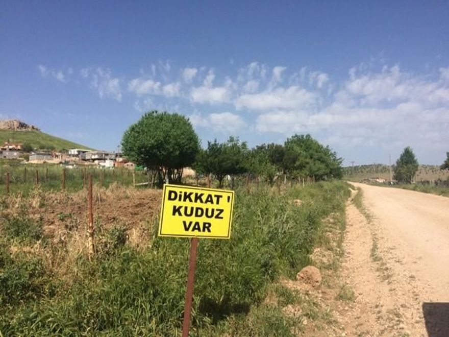 Diyarbakır’da kuduz paniği ! Koyun kuduz çıktı