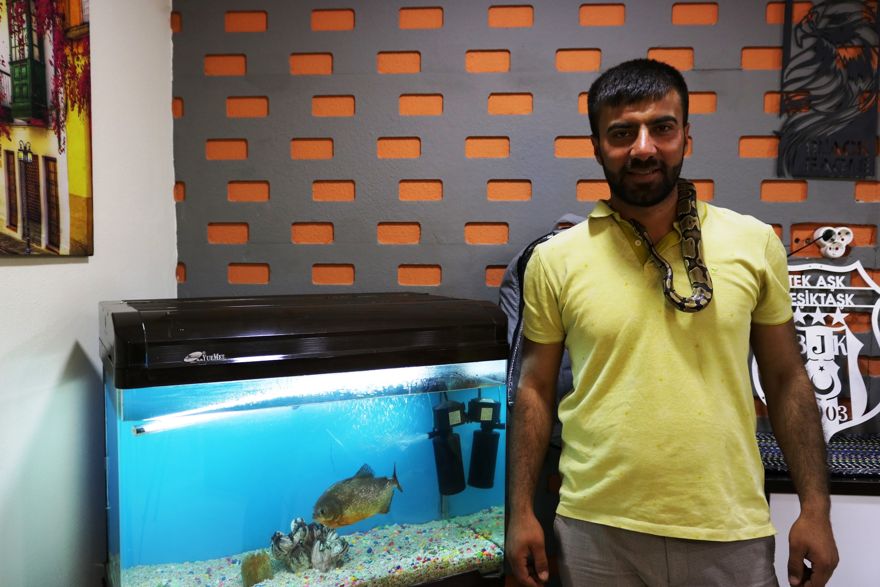 Dostum dediği piton yılanına gözü gibi bakıyor