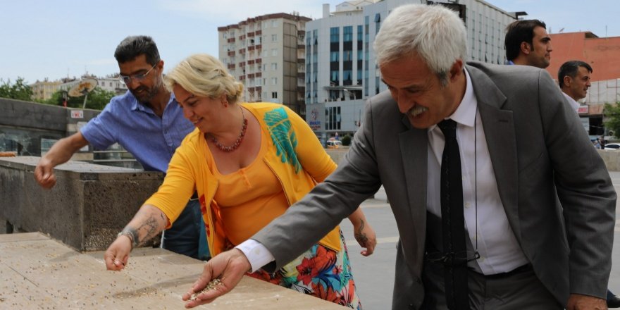 Şeyh Sait Meydanı'ndaki kuşlara düzenli yem ve su bırakılacak