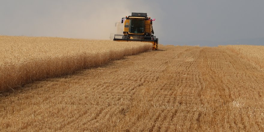 Yılın ilk buğday hasadı başladı