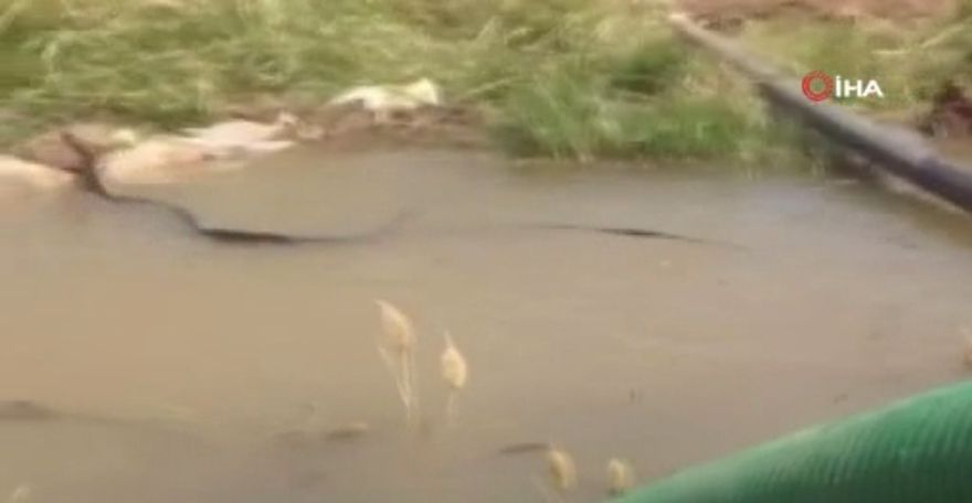 Diyarbakır’da yılanların dansı