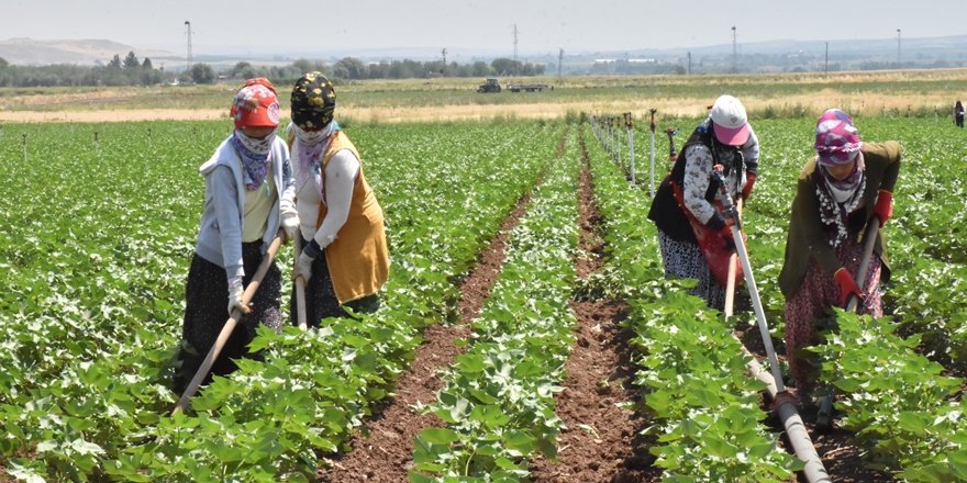 Güneydoğu'da sıcak hava yaşamı olumsuz etkiliyor