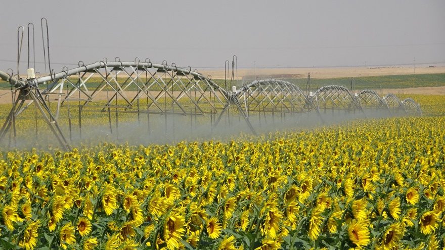 Ceylanpınar'da tarlalar sarıya boyandı