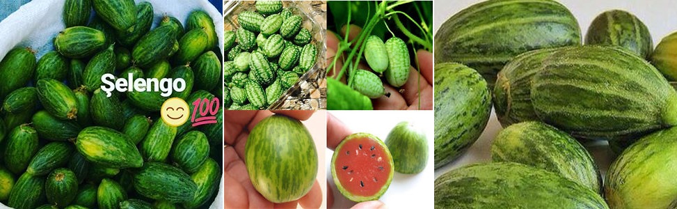 Urfa'ya özgü ''şelengo'' için patent talebi