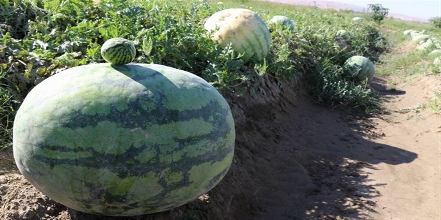 Diyarbakır karpuzu rekoltesinde yüzde 43 artış