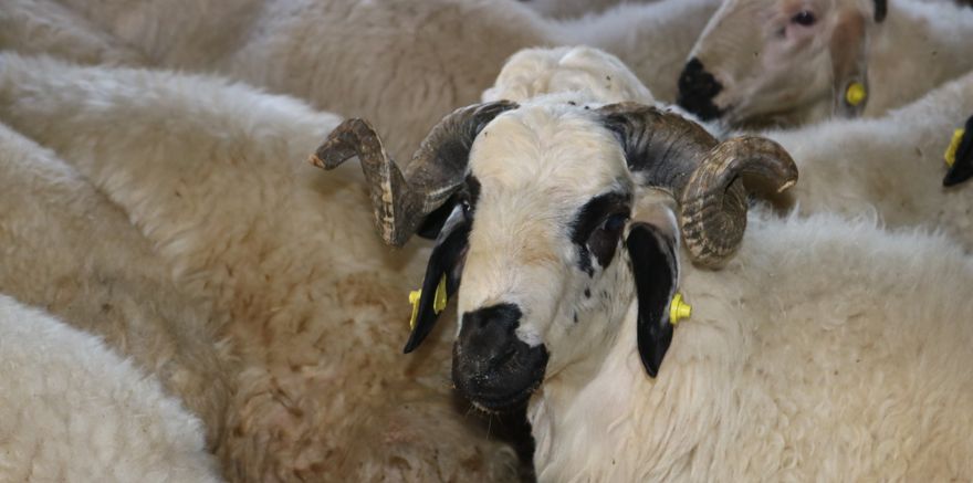 Besiciler kurbanlık hazırlıklarına devam ediyor