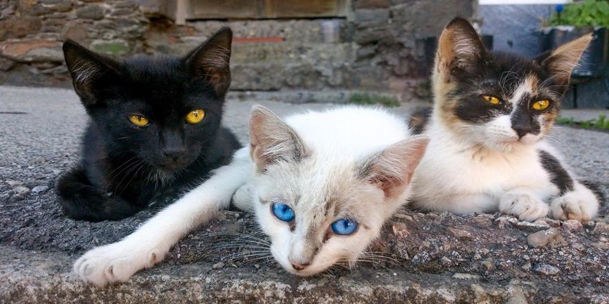 Sokak kedilerine kucak açıyor