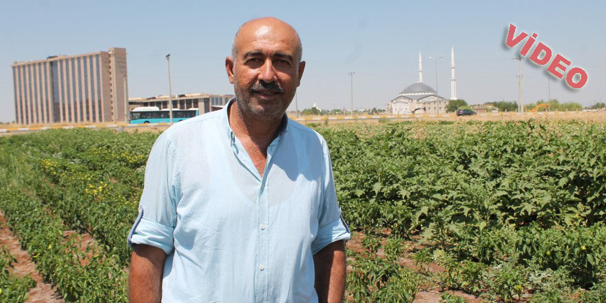 Beton yığınları arasında organik tarım