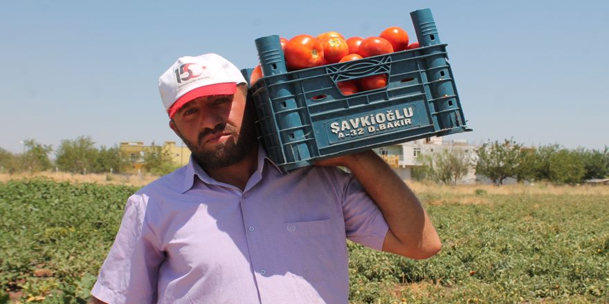 Atanamayan öğretmen tarlada domates topluyor