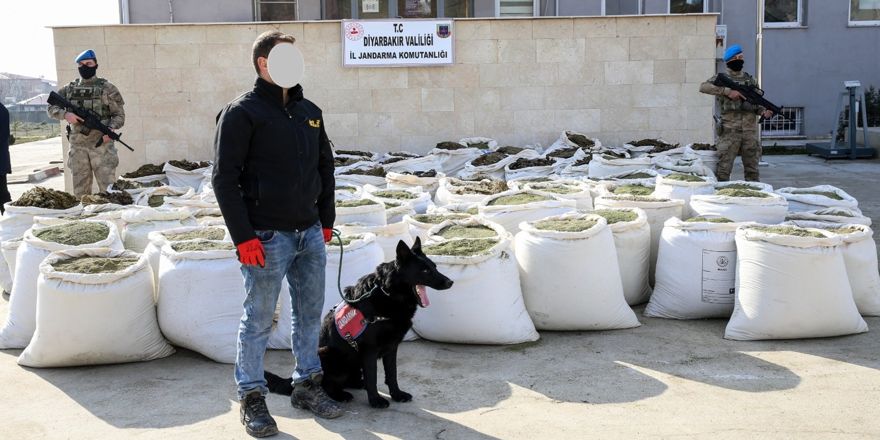 15 milyon kök Hint keneviri ele geçirildi