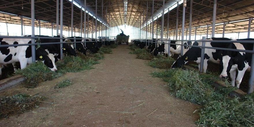 Diyarbakır Kurban Bayramı'na hazır