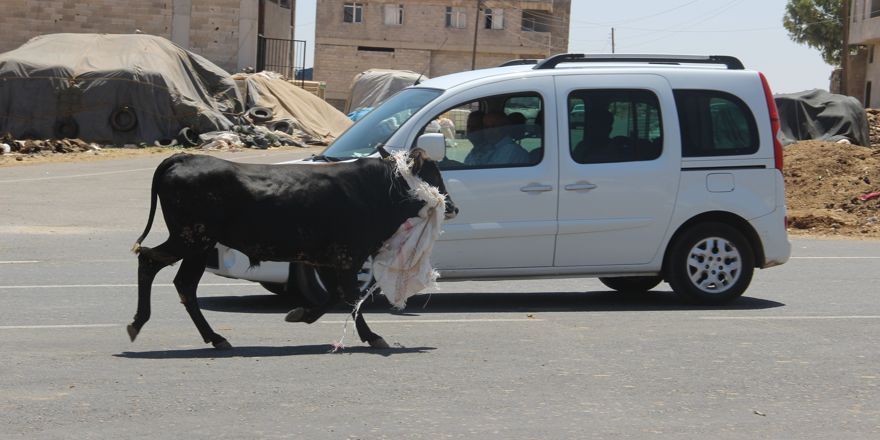 Kaçan boğalar zor anlar yaşattı