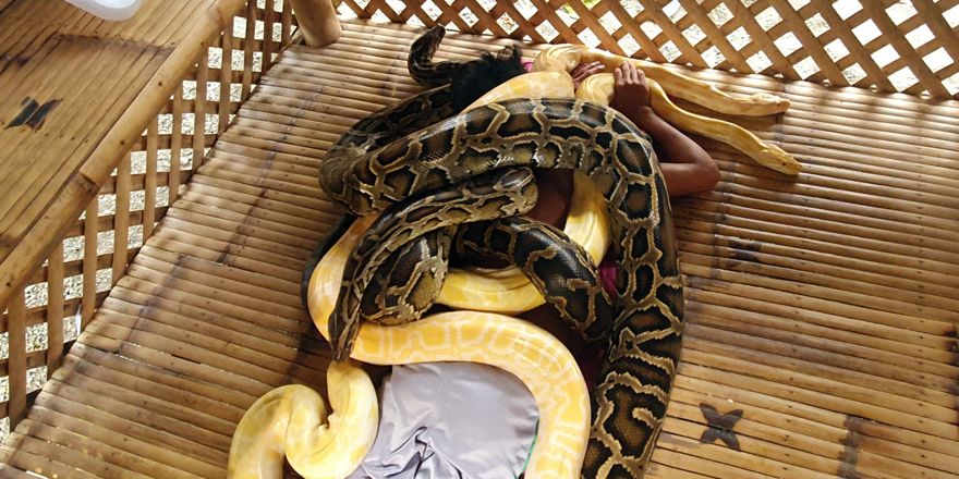 Filipinler'de turistlere yılan masajı