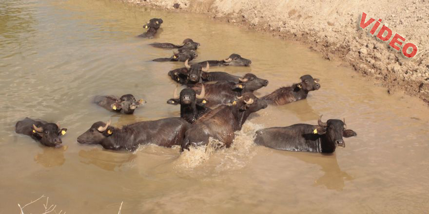 Burası Afrika değil, Ergani