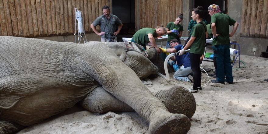 5,5 tonluk filin dişi ameliyatla çekildi