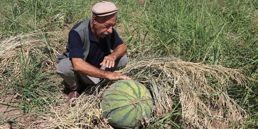 Diyarbakır karpuz festivali için hazırlıklar sürüyor