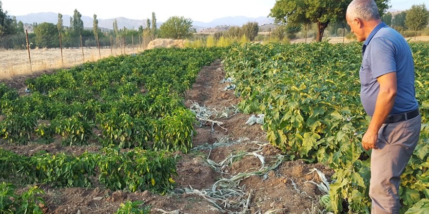 Kulp'ta yaban domuzları köye indi