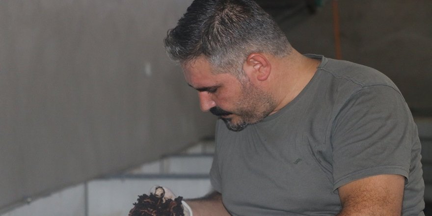 Bir milyon solucanla ayda 2 ton gübre üretimi